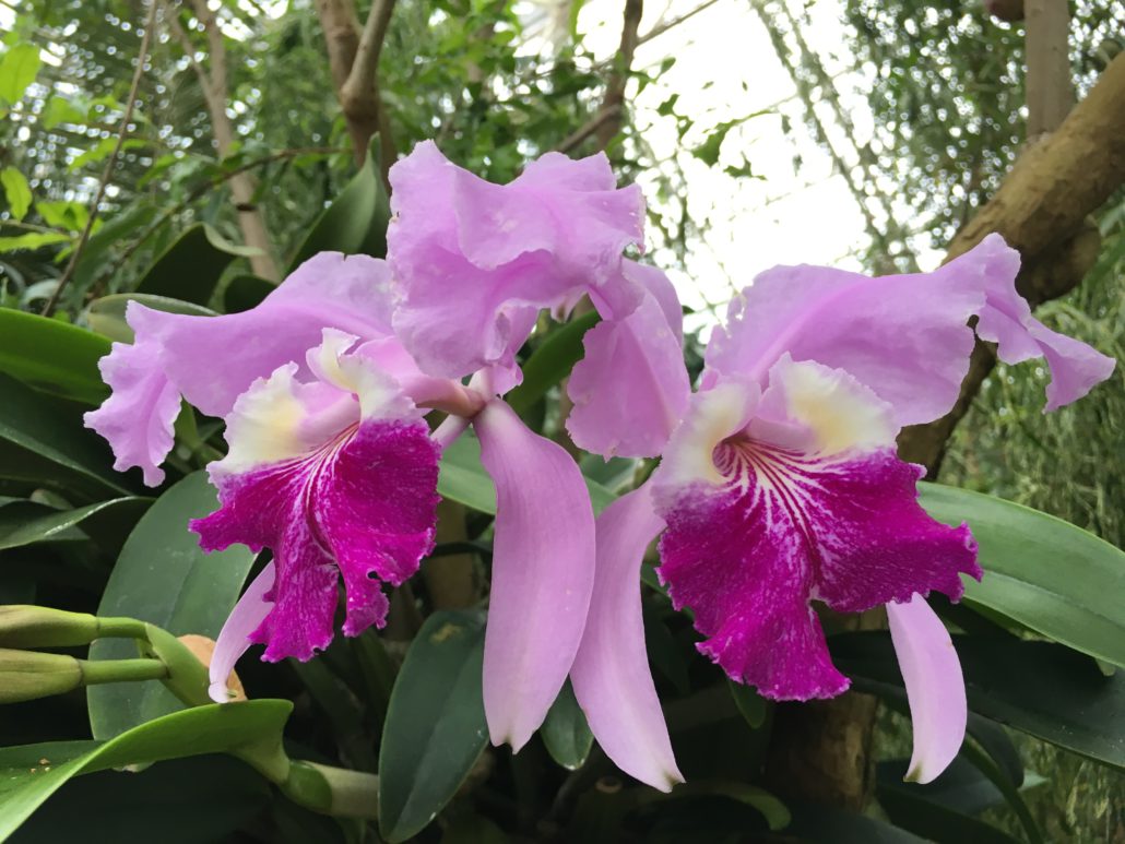 1 Conservatory and orchids