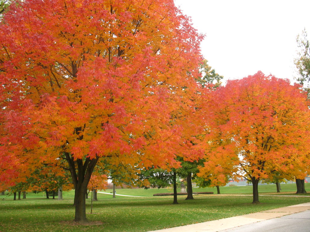 trees